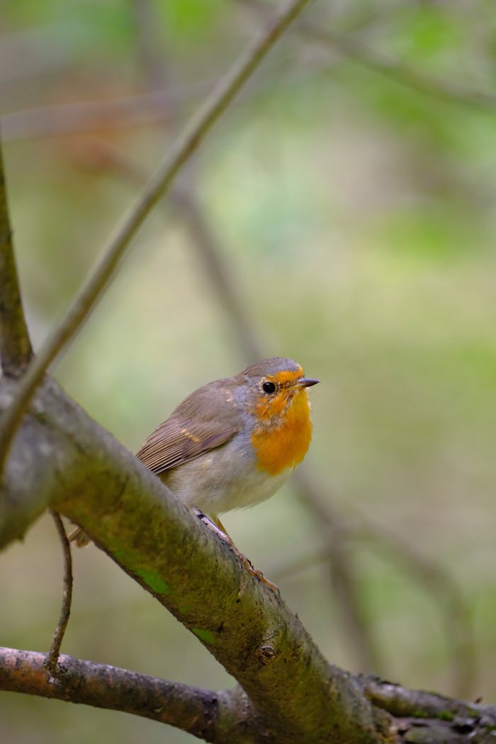 A vibrant European robin on a branch amidst lush green forest foliage.