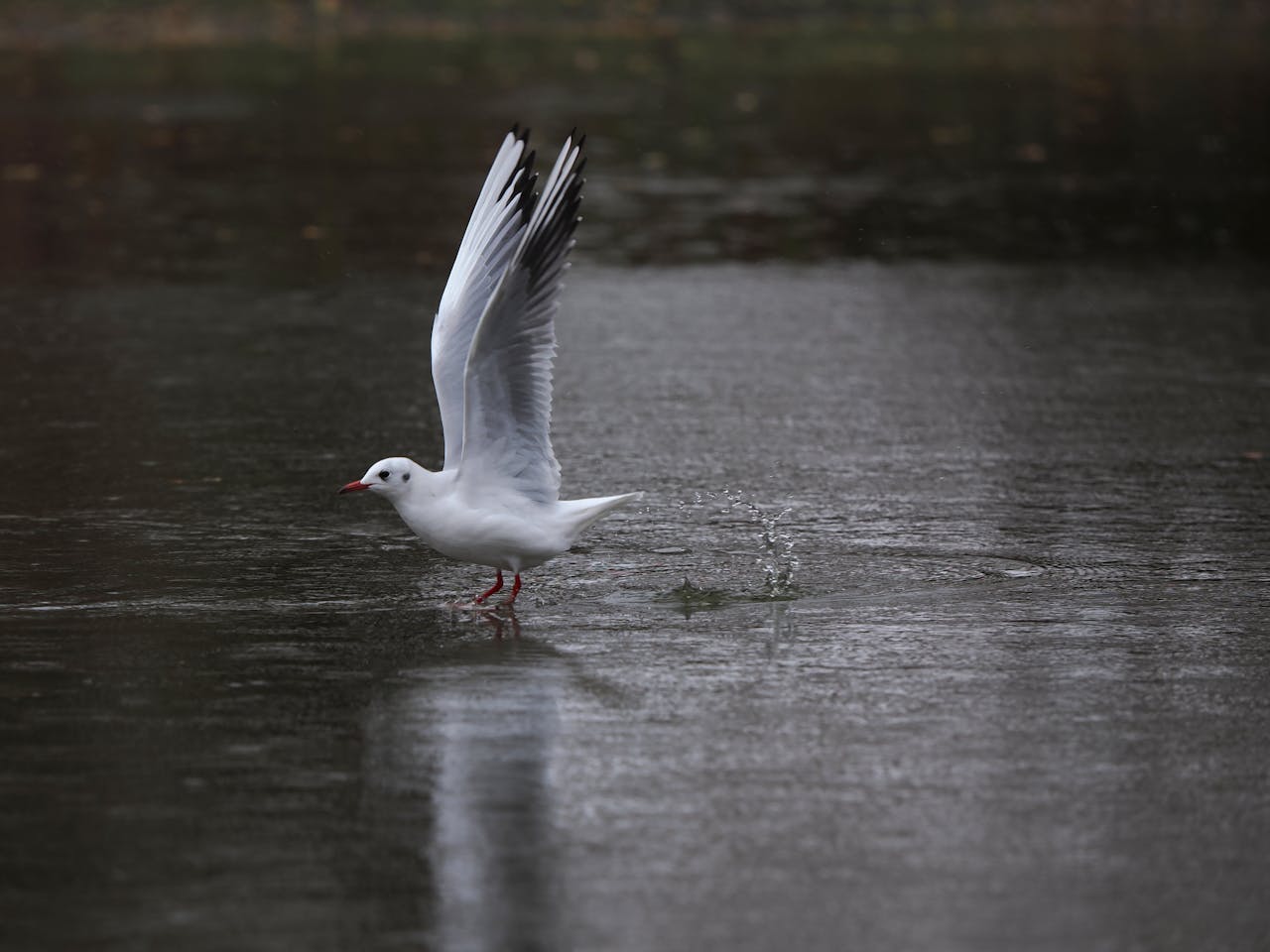 pexels photo 35055975.jpeg