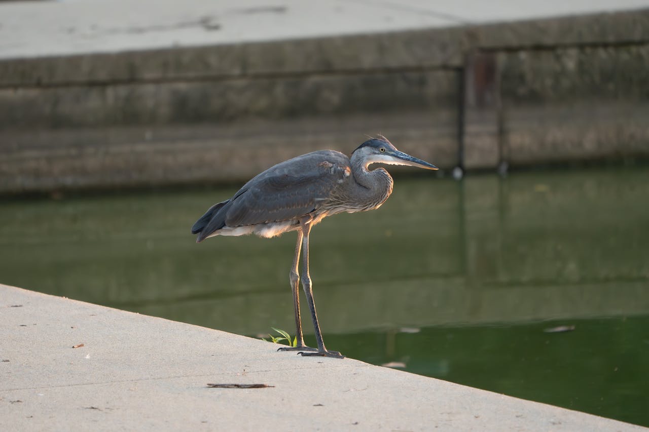 pexels photo 35057465.jpeg