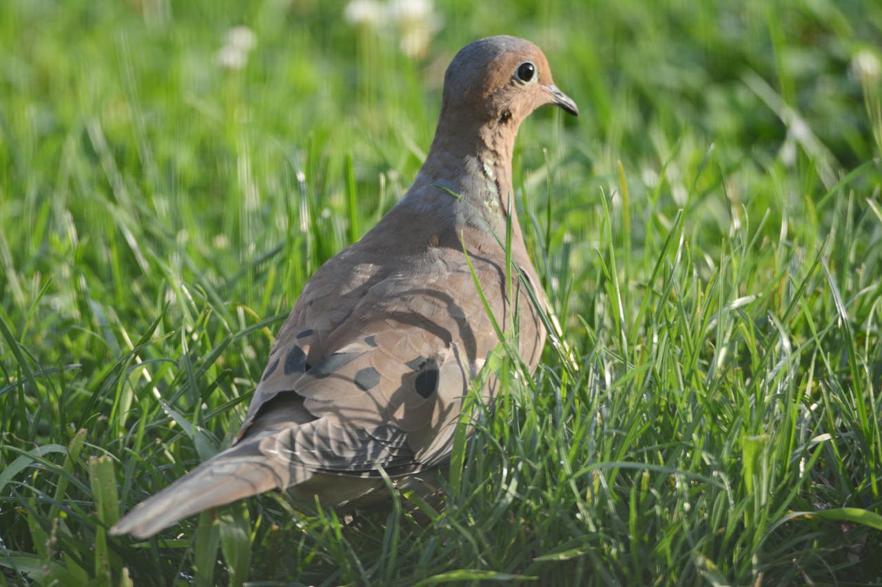 Free stock photo of adult, alert, autumn